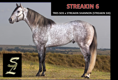 Streakin 6